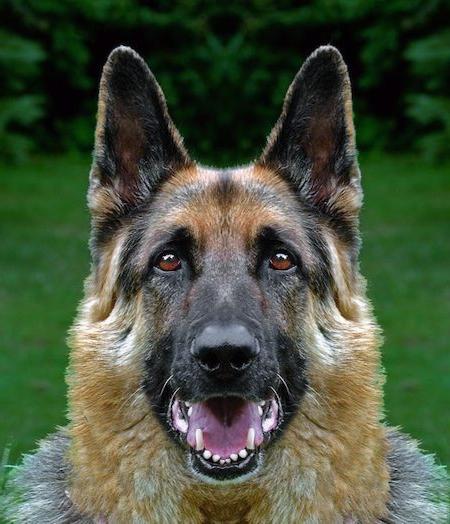 Wie lauten die Spitznamen des Hundes für den Deutschen Schäferhund?